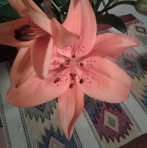 Cheryl Crews - Facebook