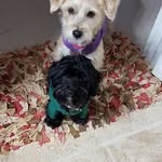 Cricket Cheryl Marut - @cricketcheryl - Instagram