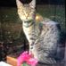 Cheryl Crist - Facebook