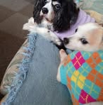 Cheryl Cronin - Facebook