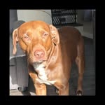 Cheryl Cronin - @cherylthompson8039 - Instagram