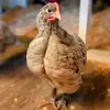cherylcrooks4 - @642cc - TikTok