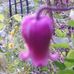Cher Cropper - Facebook