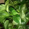 Cheryl Copper - @cheryl.copper - TikTok
