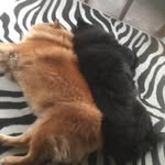 Cheryl Crossman - @cheryl.crossman.52 - Instagram