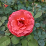 Cheryl Crouse - @cheryl.crouse.87 - Instagram