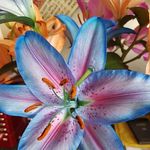 Cheryl Culver - @culver8536 - Instagram