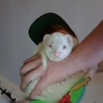 Cheryl Dean - @pooperpooperscooper - Instagram