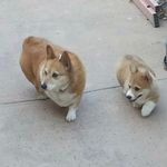 Cheryl Dexter Hensley - @jetdogmom11 - Instagram