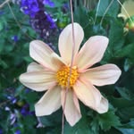 Cheryl Doggett - @doggett7315 - Instagram