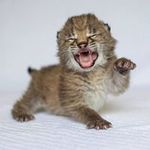 Cheryl Ann Donovan - @cat191962 - Instagram