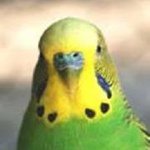 Cheryl Doyle - @greenbirdblue - Instagram