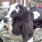 Cheryl Ann Drummond - @cheryls.greatdanes - Instagram