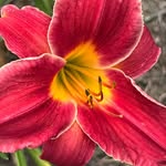 Cheryl Finley Ketcham - @gardeningischeaperthantherapy - Instagram