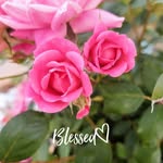 Cheryl Folkerts - @folkertscheryl - Instagram