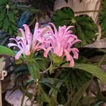 Cheryl Gaw Penner - @agc_agincourtgardenclub - Instagram