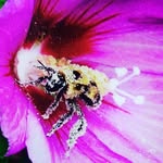 Cheryl Gaw Penner - @agincourtgardenclub - Instagram