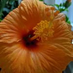Cheryl Gibbs - @cheryl.gibbs.35 - Instagram