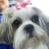 Cheryl Ingrassia Selesky - @cherylingrassiase - TikTok