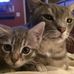 Cheryl Goldsmith - Facebook