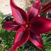 Cheryl Pederson Grenier - Facebook