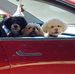 Cheryl Gross - Facebook