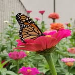 Cheryl Hanks - Facebook