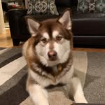 Cheryl Harmon - @cherylharmon8 - Instagram
