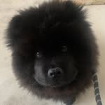 Cheryl Haskins - @camothechowchow - Instagram