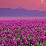 Cheryl Heesen - Facebook