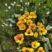 Cheryl Holder - Facebook