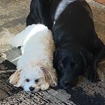 Cheryl Kaplan Stehle - @cherylks77 - Instagram