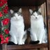 Sheryl Klug - Facebook