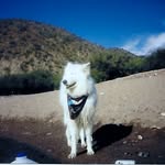 Cheryl Kulas - @reagan198080 - Instagram