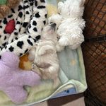 Cheryl Lang - @cheryl.lang.796 - Instagram