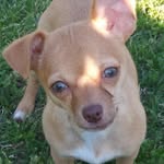 Cheryl LeBlanc - @leblanclovesdogs - Instagram