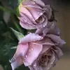 cheryllindner582 - @comrade00542 - TikTok