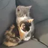 Cheryl Lloyd - @itsonsitekittens - TikTok