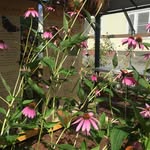 Cheryl Maynard - @cherylsonoma - Instagram
