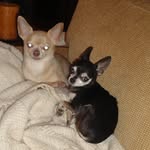 Cheryl Jester McFadden - @mcfadden1388 - Instagram