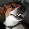 Cheryl McKay - @dog_ma.x3 - TikTok