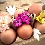 Cheryl Meek - @thebloomnhenhomestead - Instagram
