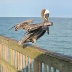 Cheryl Smeltzer - @smeltzercheryl - Instagram