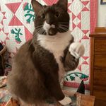 Cheryl L. Mercier - @charlene_4quilts - Instagram