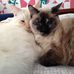 Cheryl Mercier - Facebook