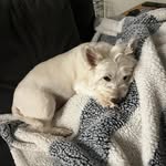 Cheryl Noll - @maui_the_westie - Instagram