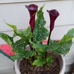 Cheryl Noll - Facebook