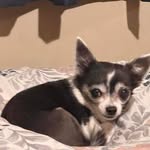 Cheryl Palumbo Burch - @halo_peanutbutter - Instagram