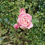 Cheryl Parrett - @cheryl.parrett.77 - Instagram