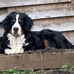 Cheryl Pearce - @chevy_the_berner - Instagram